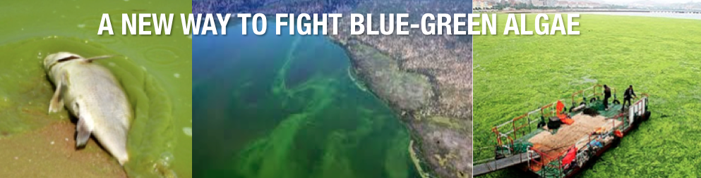 BLUE GREEN ALGAE BANNER